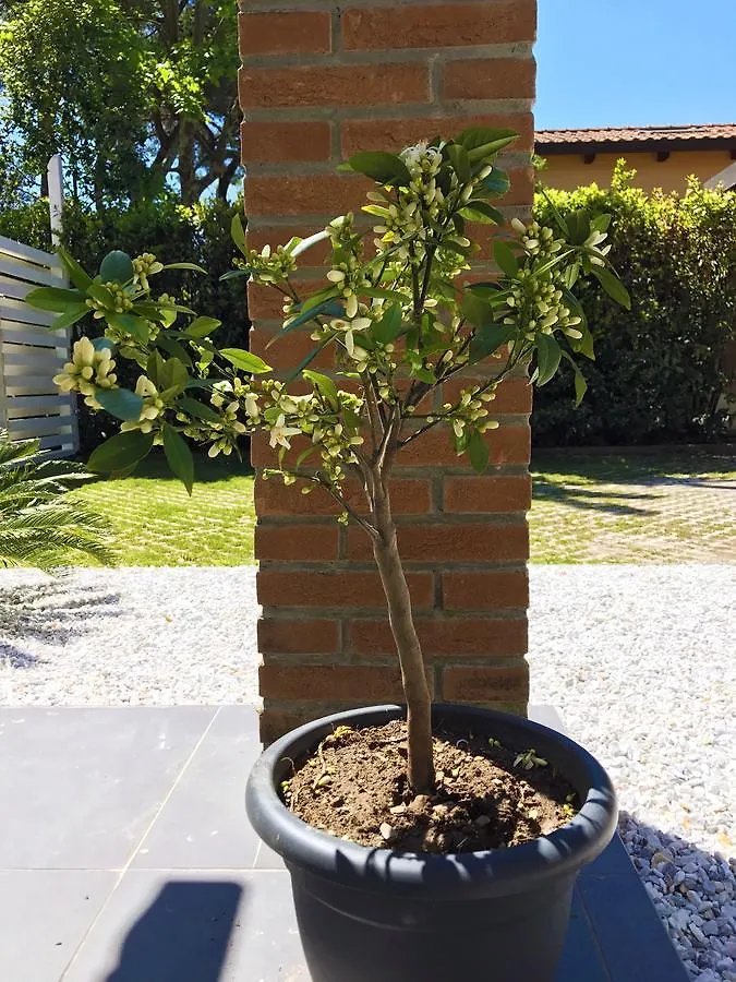 Cytrus Rooms Marina di Massa Bed & Breakfast